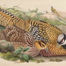 Схема вышивки «Aves silvestres.»