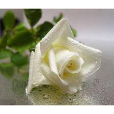 Схема вышивки «Роза-1»