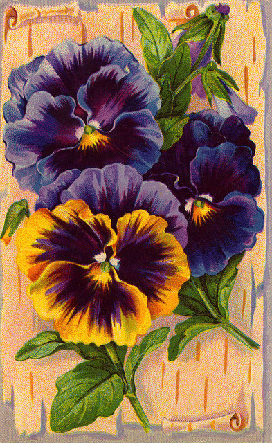 Анютины глазки - ретро., анютины глазки, цветы - оригинал