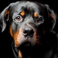 Схема вышивки «Ротвейлер»