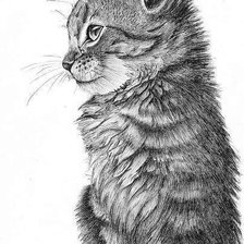 Котенок (рисунок)