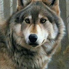 Схема вышивки «Волк»