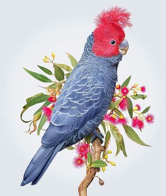 Pássaro. - pássaro. flores. - оригинал