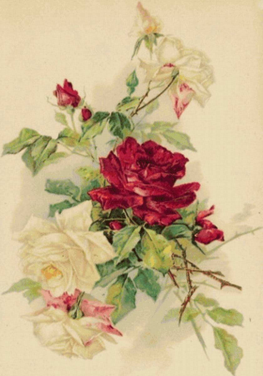 Розы - розы - предпросмотр