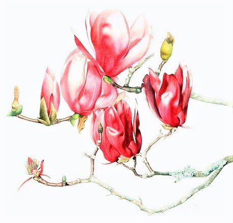 Magnolia - australian flowers - цветы - оригинал