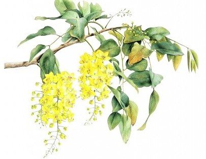Golden Wattle - australian flowers - цветы - оригинал