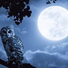 Схема вышивки «№2359329»