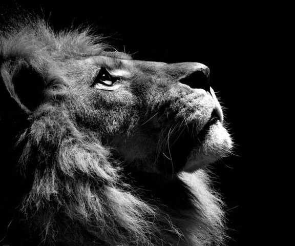 Лев (монохром) - оригинал