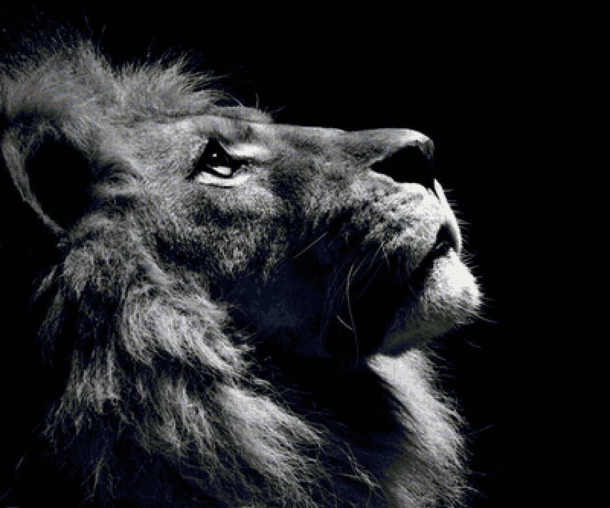 Лев (монохром) - предпросмотр