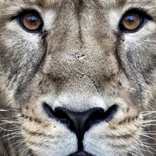 Схема вышивки «Лев»