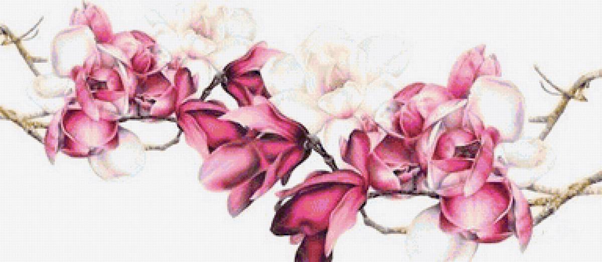 Magnolia 2 - australian flowers - цветы - предпросмотр