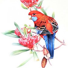 Схема вышивки «Rosella - australian native»