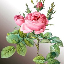 Схема вышивки «Роза»