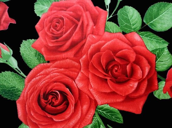 Розы - розы - оригинал