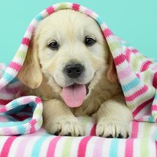 Схема вышивки «Щенок»