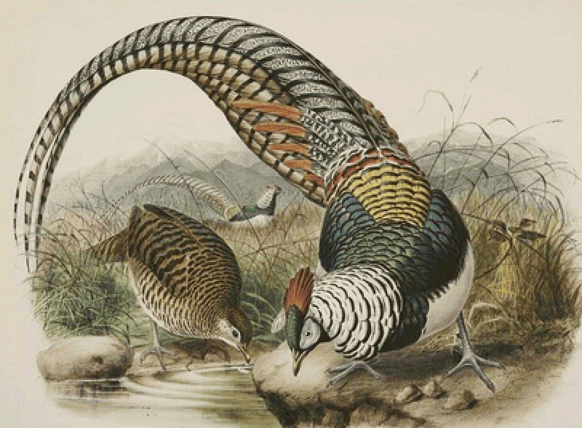 Pássaros . - pássaros .aves .natureza . - предпросмотр