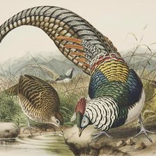 Схема вышивки «Pássaros .»