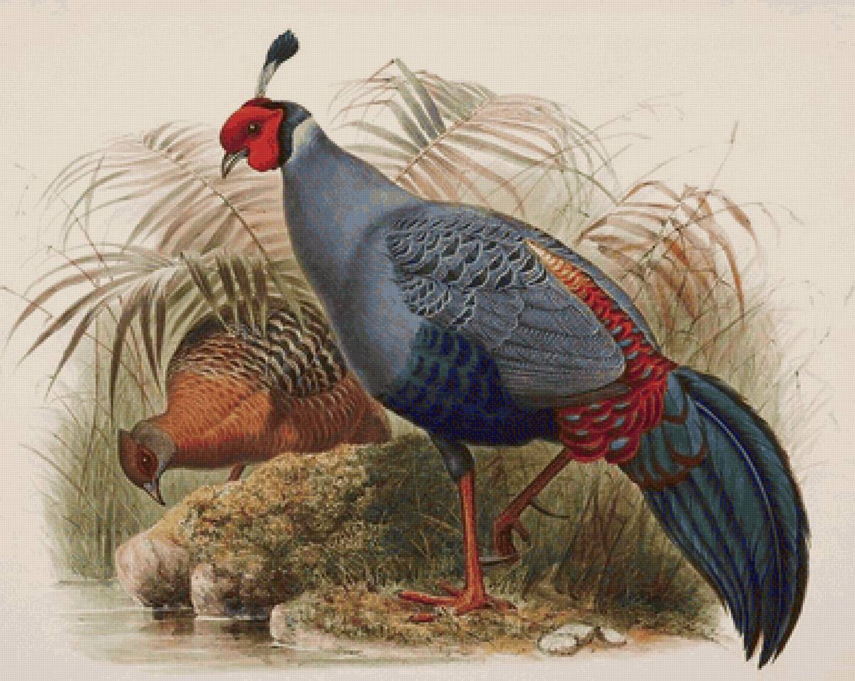 Aves silvestres. - aves.natureza. - предпросмотр