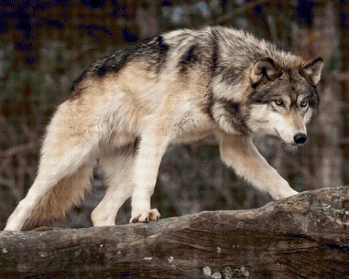 Lobo. - animais. - предпросмотр