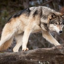 Схема вышивки «Lobo.»