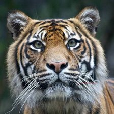 Схема вышивки «Tigre.»