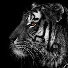 Схема вышивки «Тигр (монохром)»