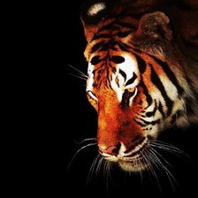 Схема вышивки «Тигр»