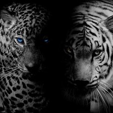 Лео и тигр (монохром)