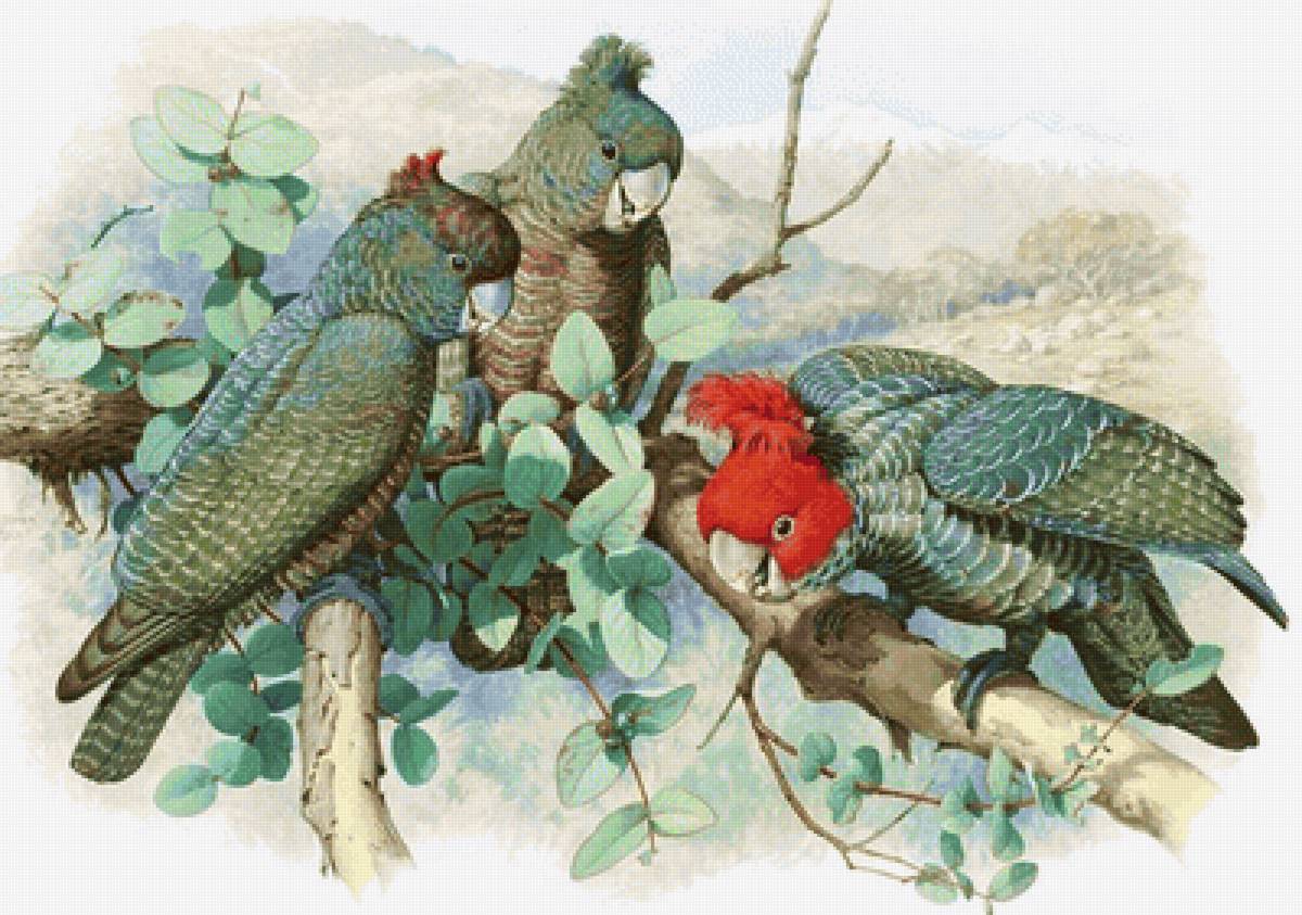 Pássaros . - pássaros. - предпросмотр