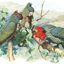 Схема вышивки «Pássaros .»