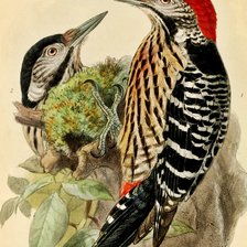 Схема вышивки «Pássaros .»