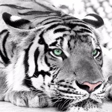 Схема вышивки «Тигр (монохром)»