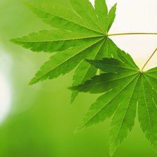 Схема вышивки «Зеленое настроение»