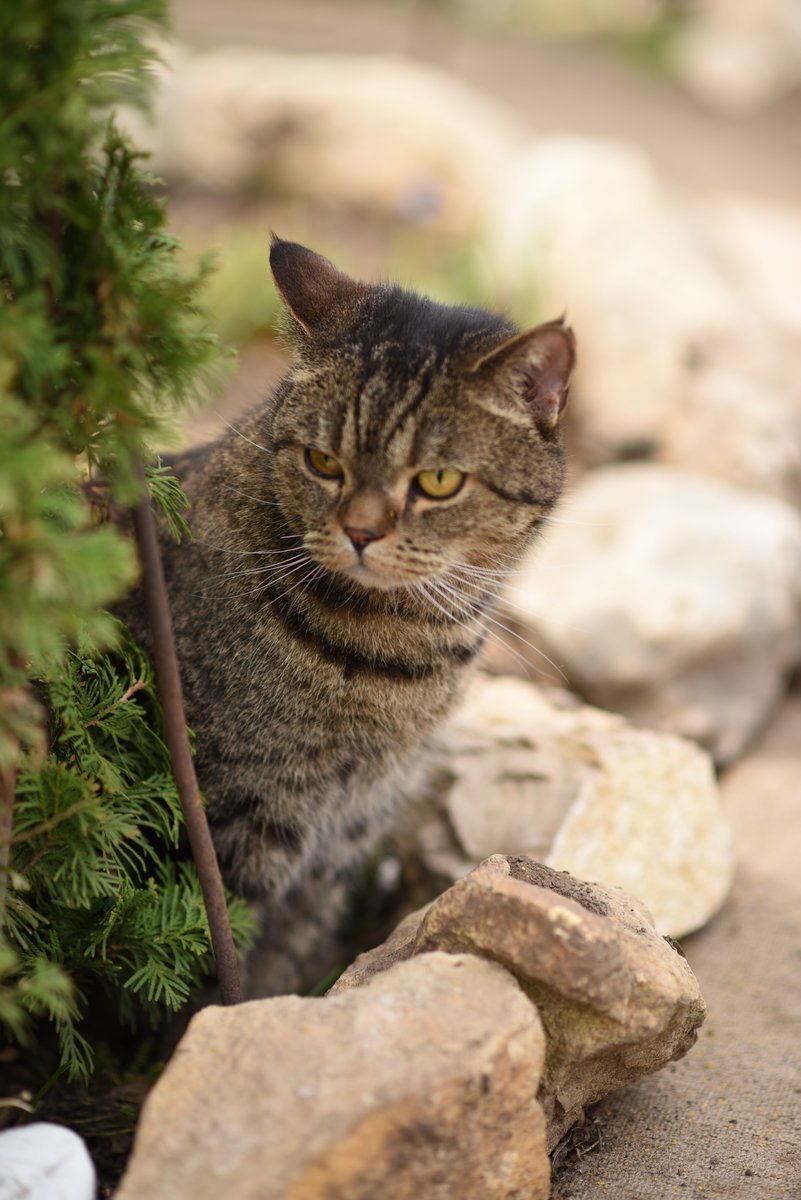 КОТ НА ДАЧЕ - оригинал