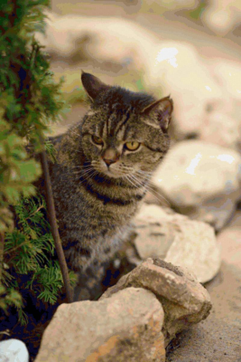 КОТ НА ДАЧЕ - предпросмотр