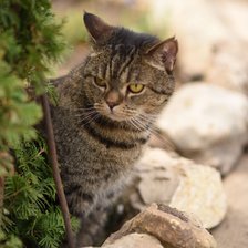 Схема вышивки «КОТ НА ДАЧЕ»