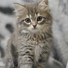 Схема вышивки «КОТИК»