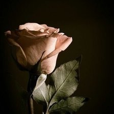 Схема вышивки «Роза»