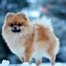 Схема вышивки «СОБАКА, ШПИЦ, ЗИМА»