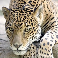 Схема вышивки «Гепард»