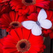 Схема вышивки «№2362403»