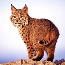 Схема вышивки «Lince.»