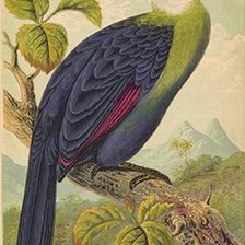 Схема вышивки «Pássaro.»