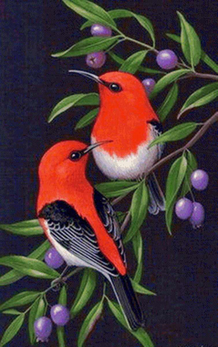 Pássaros . - pássaros. - предпросмотр