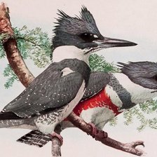 Схема вышивки «Pássaros .»