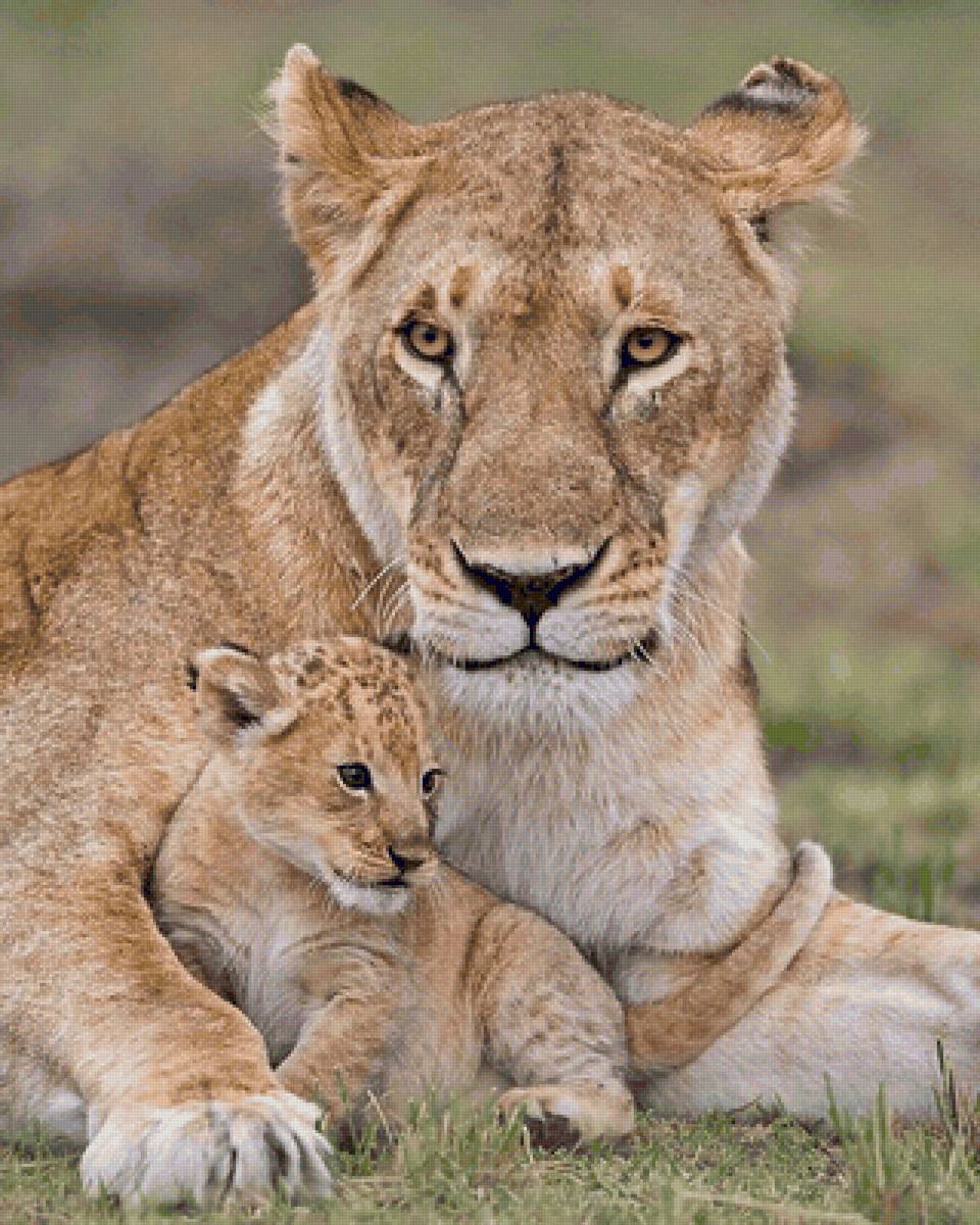 Leão  com filhote. - animais. - предпросмотр