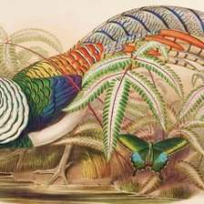 Схема вышивки «Aves silvestres.»