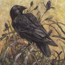 Схема вышивки «Corvo.»