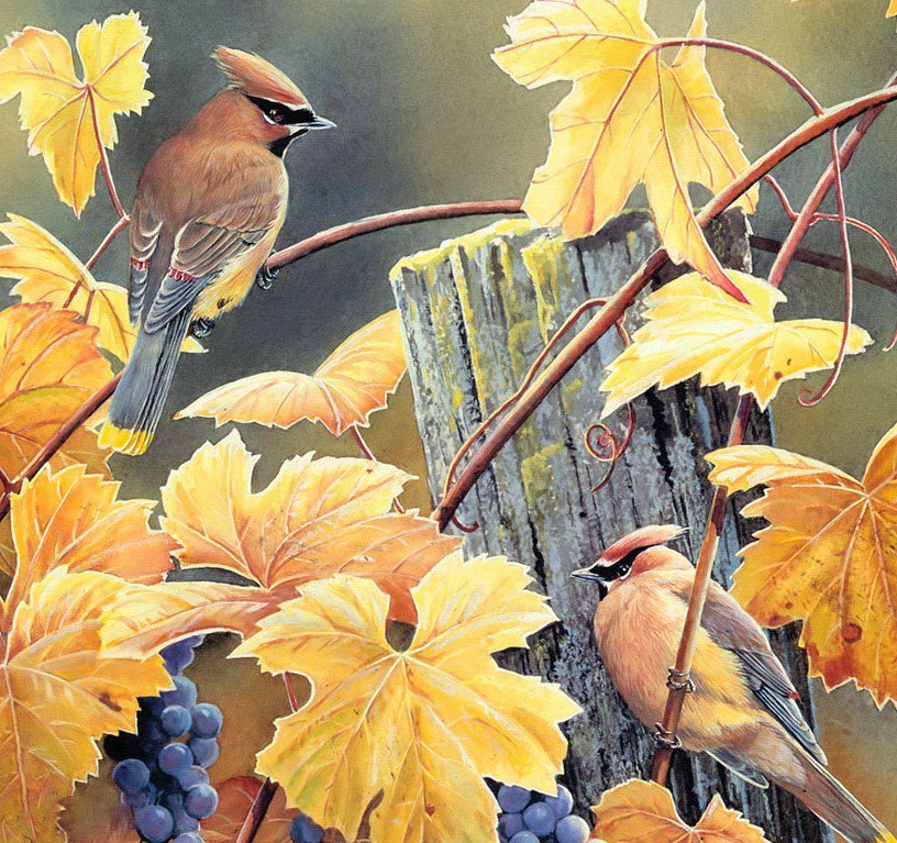 Птицы - птицы - оригинал