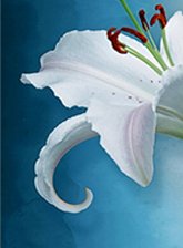 Схема вышивки «лилии на синем 1»